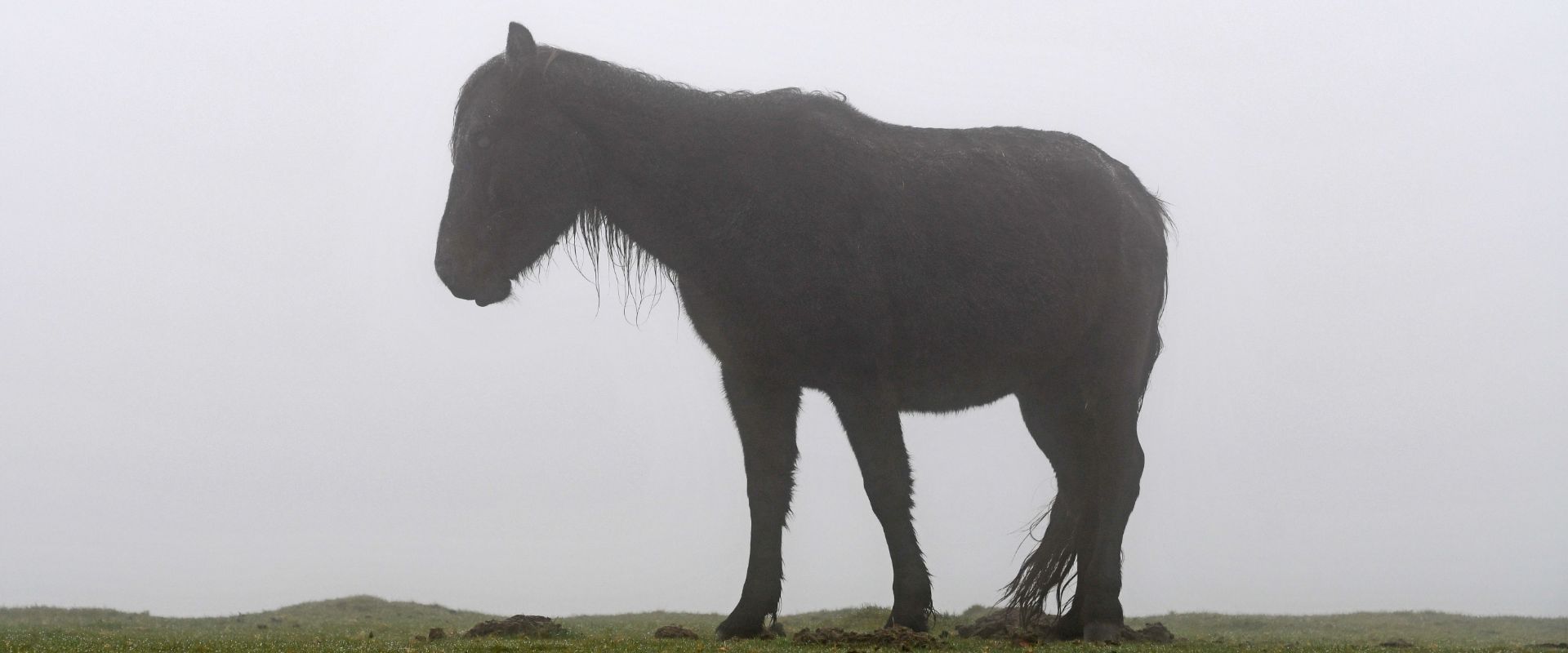 Dartmoor Pony in the mist