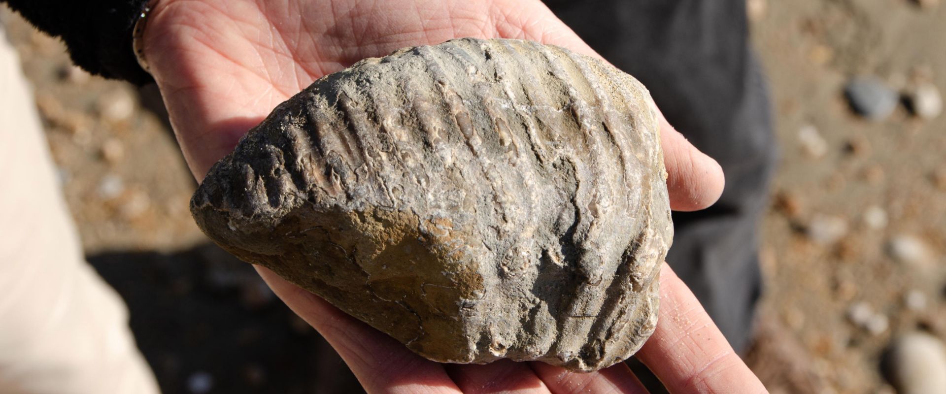 A fossil found by a guest at Charmouth