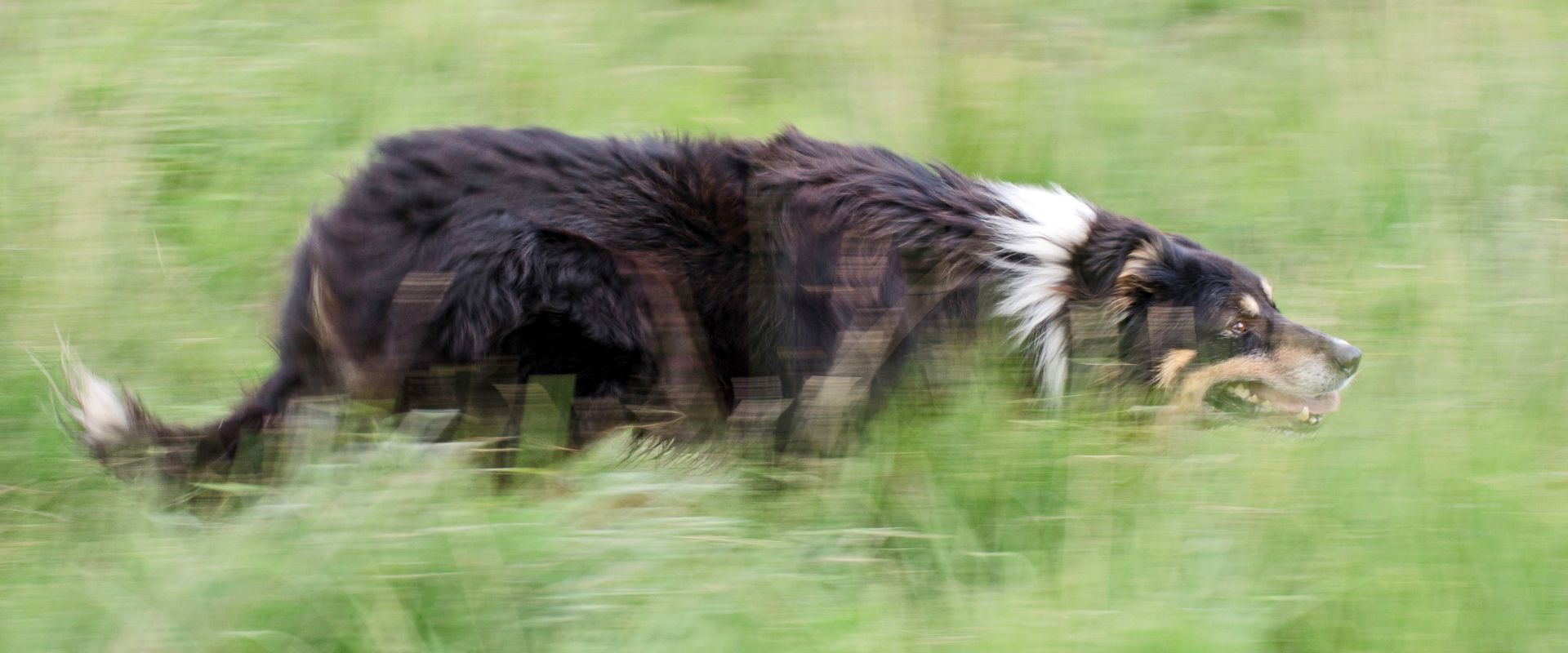 Matt running through the grass