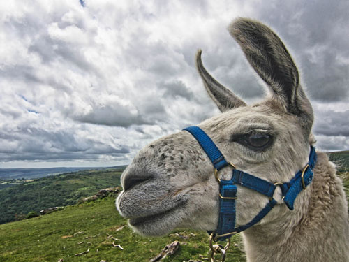 Llama Walking and Fossil Hunting Tour