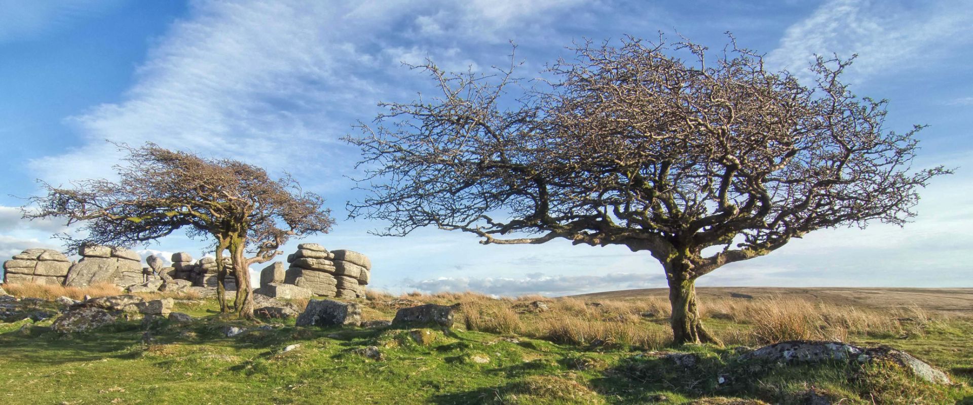 Hawthorn trees at Combestone Tor