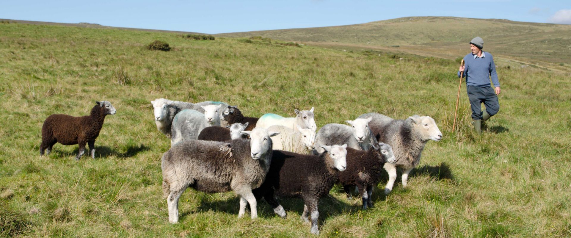 Ken and Matt in action as shepherd and sheepdog