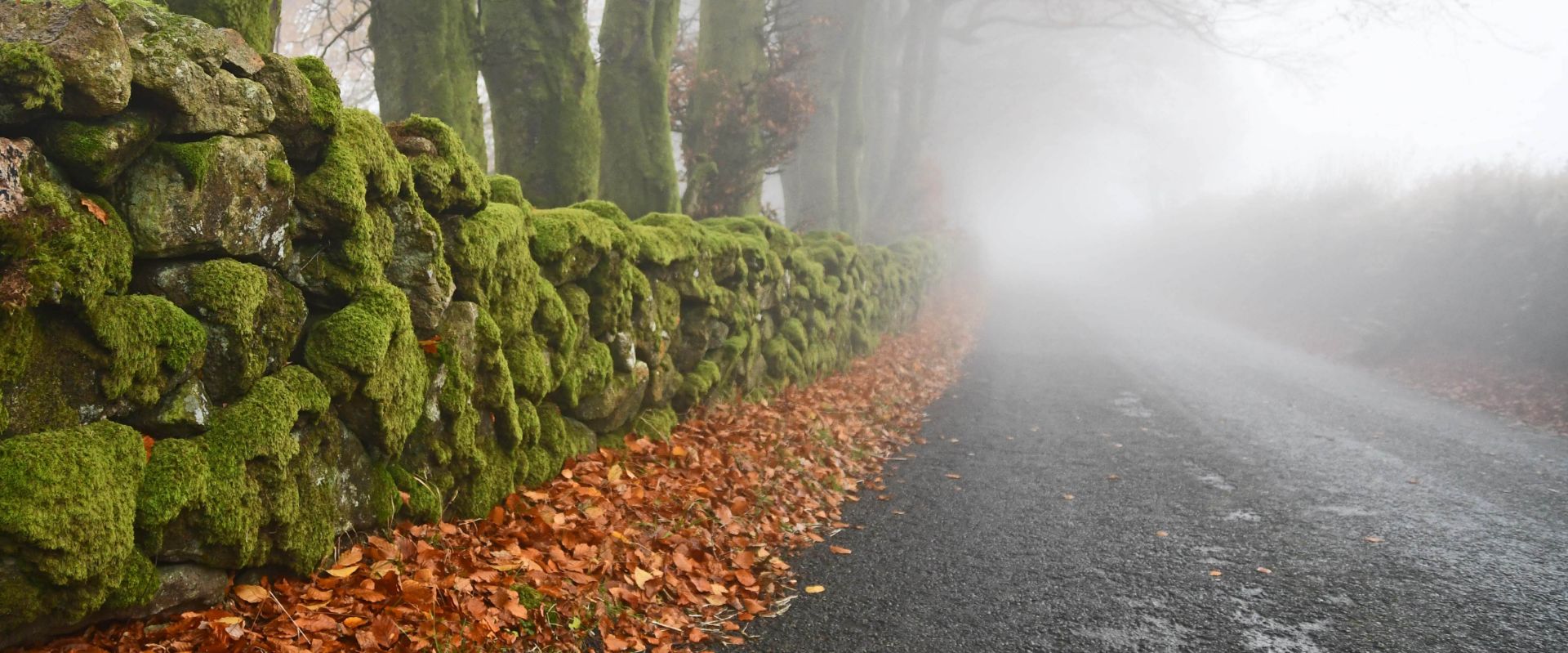 A misty Dartmoor lane