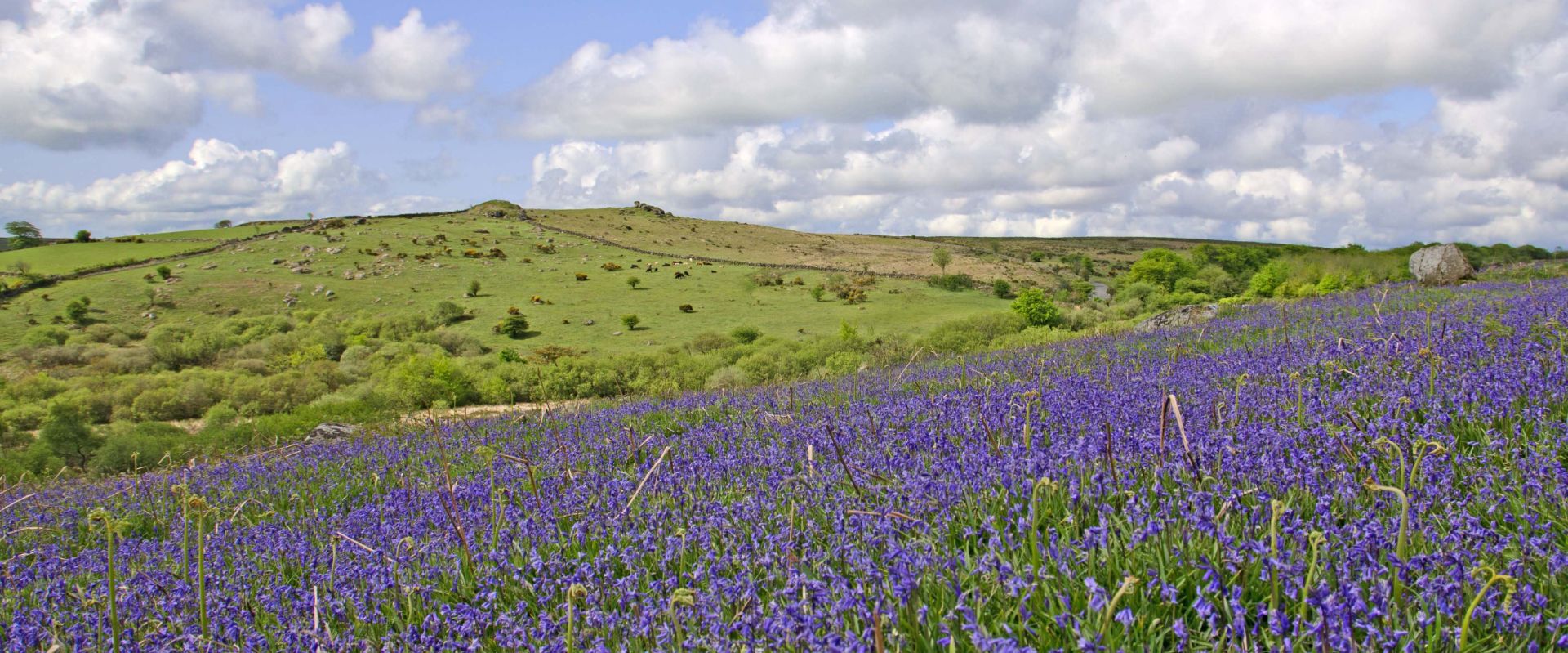 Bluebells at Holwell Lawn on Dartmoor