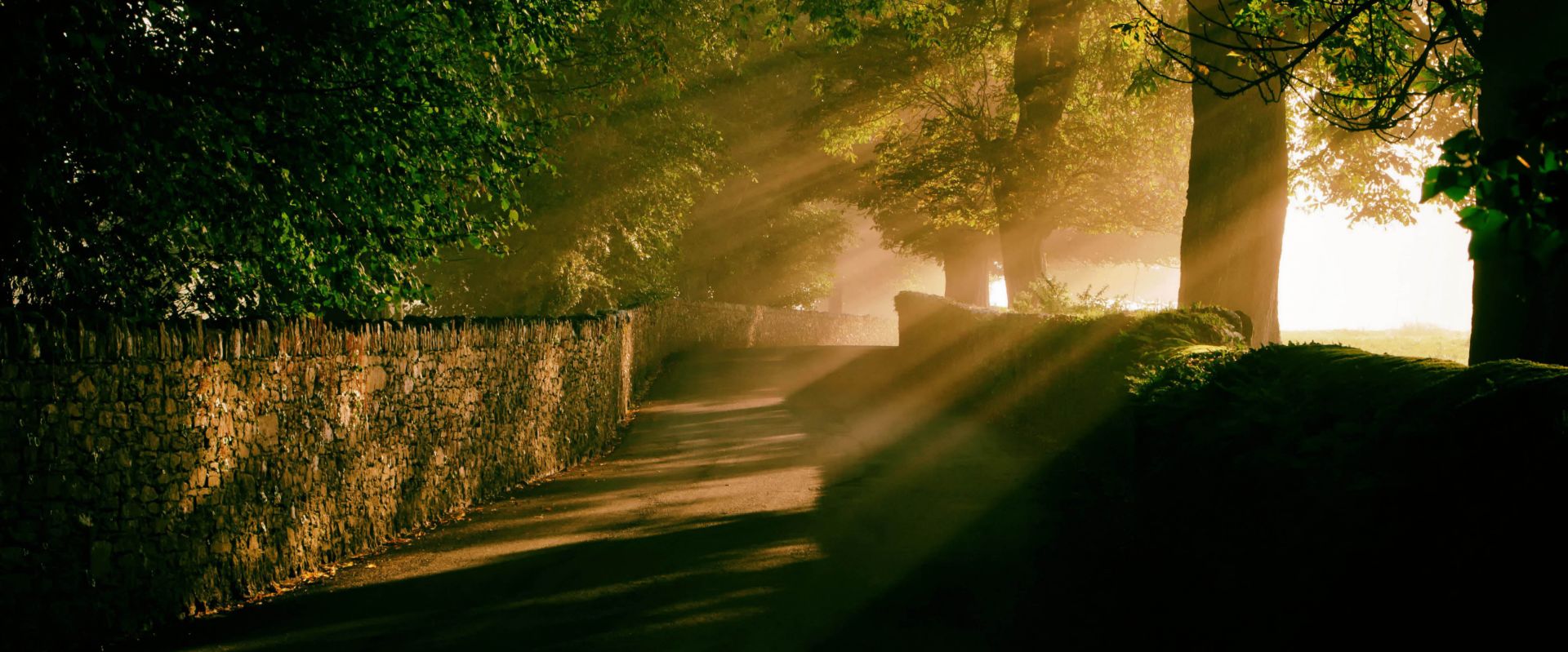 A typical Devon lane near Denbury