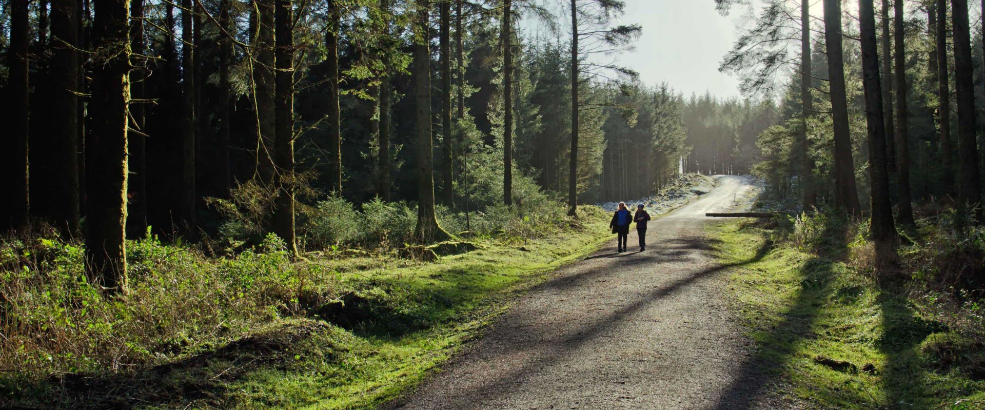 Walking through Bellever Forest on Dartmoor