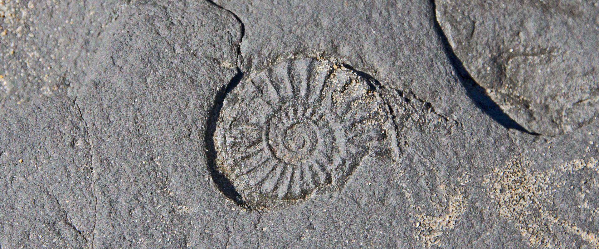 Fossil on Charmouth Beach