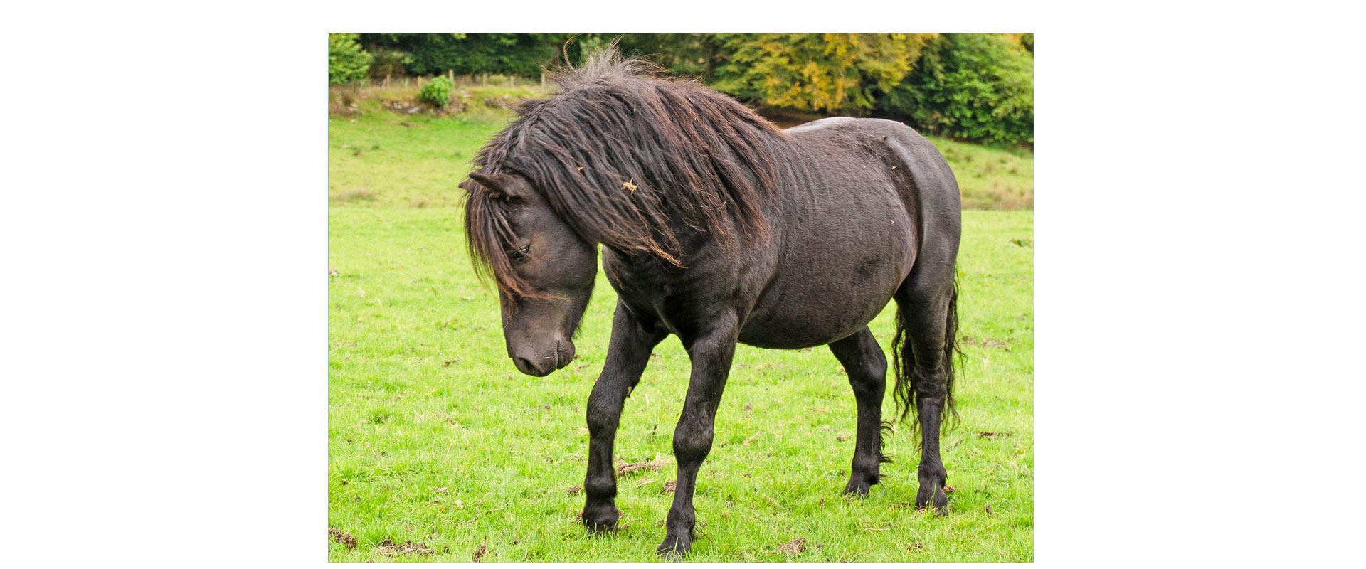 Dartmoor Pony