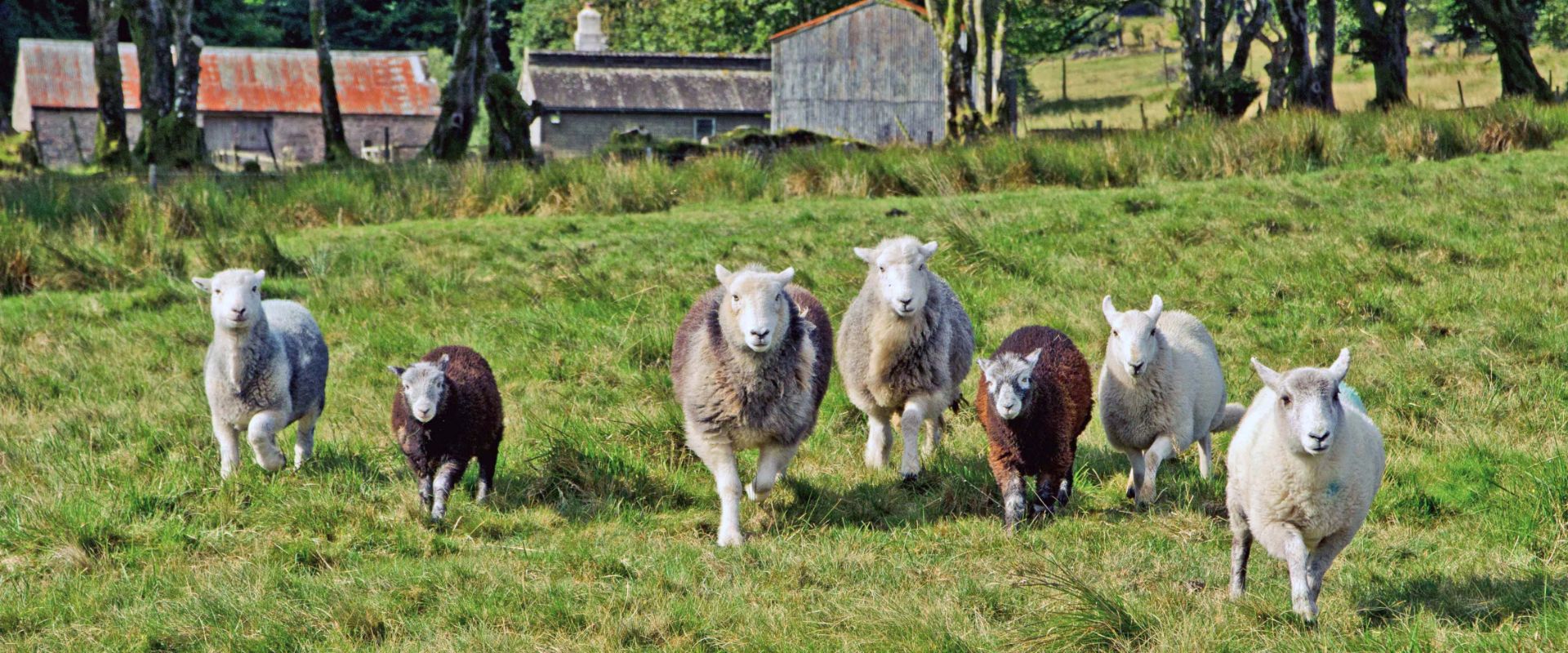 Sheep on Dartmoor during the Sheepdog Experience
