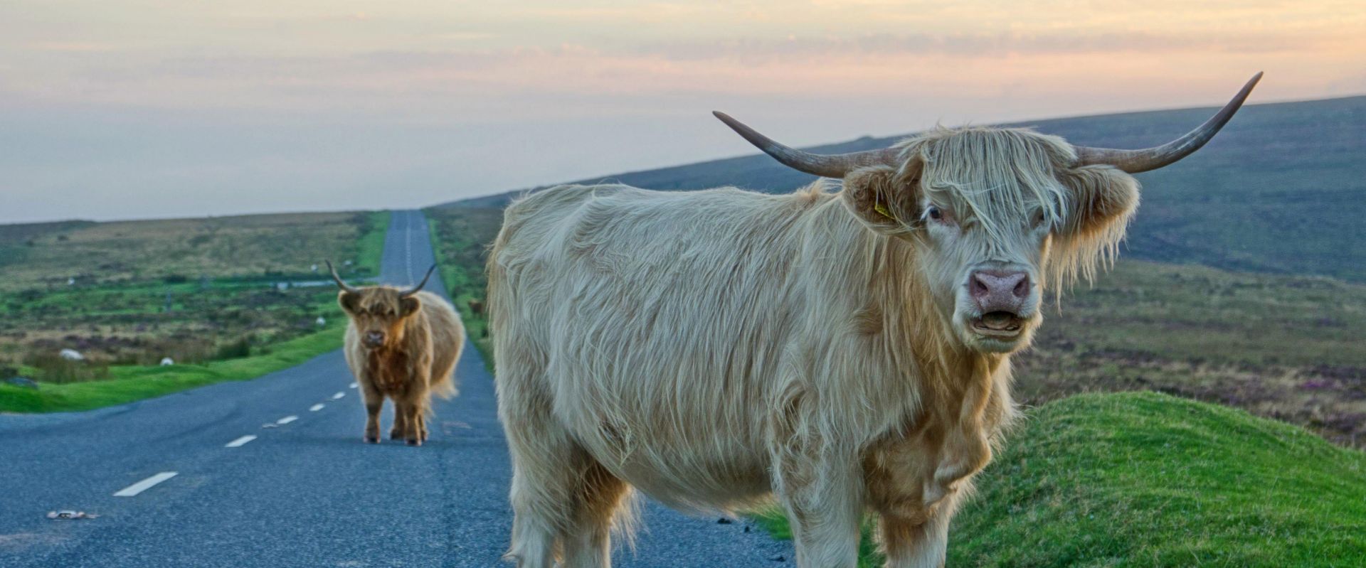 Dartmoor National Park | Unique Devon Tours Gallery