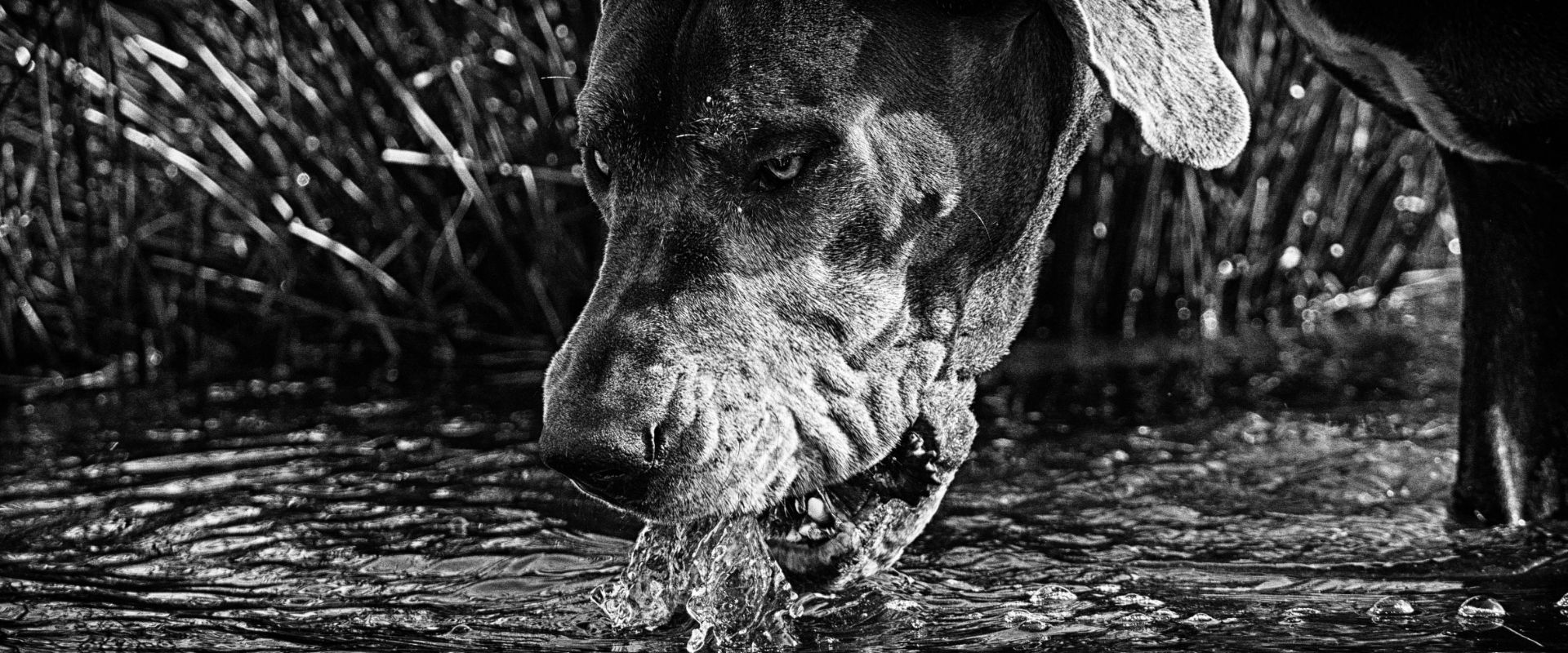 The Hound of the Baskervilles drinking at Grimpen Mire