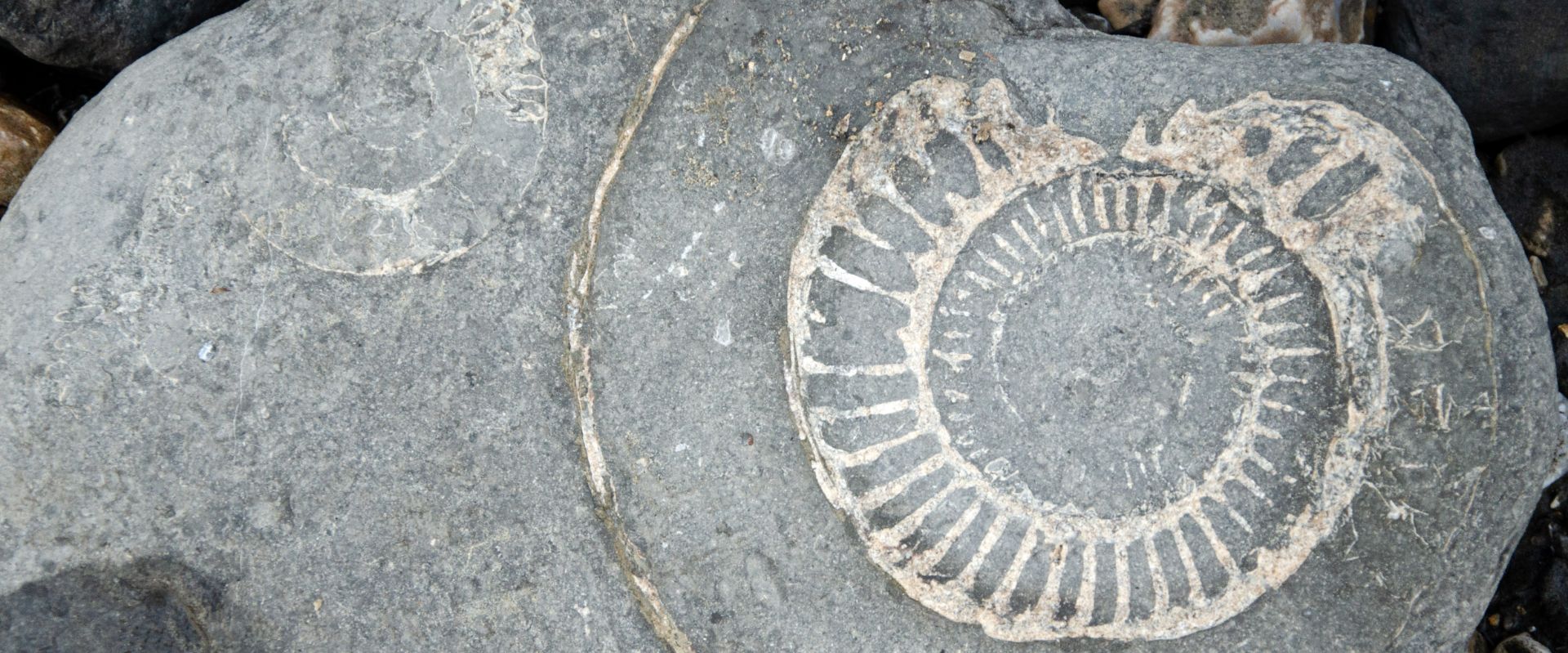 Fossil in the rock at Lyme Regis in Dorset