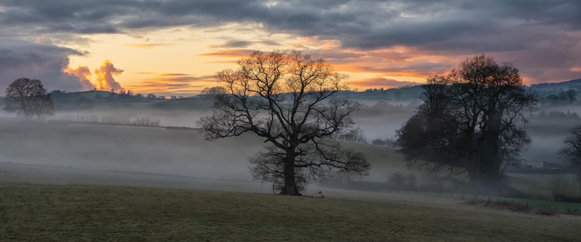 Tree without leaves near West Ogwell