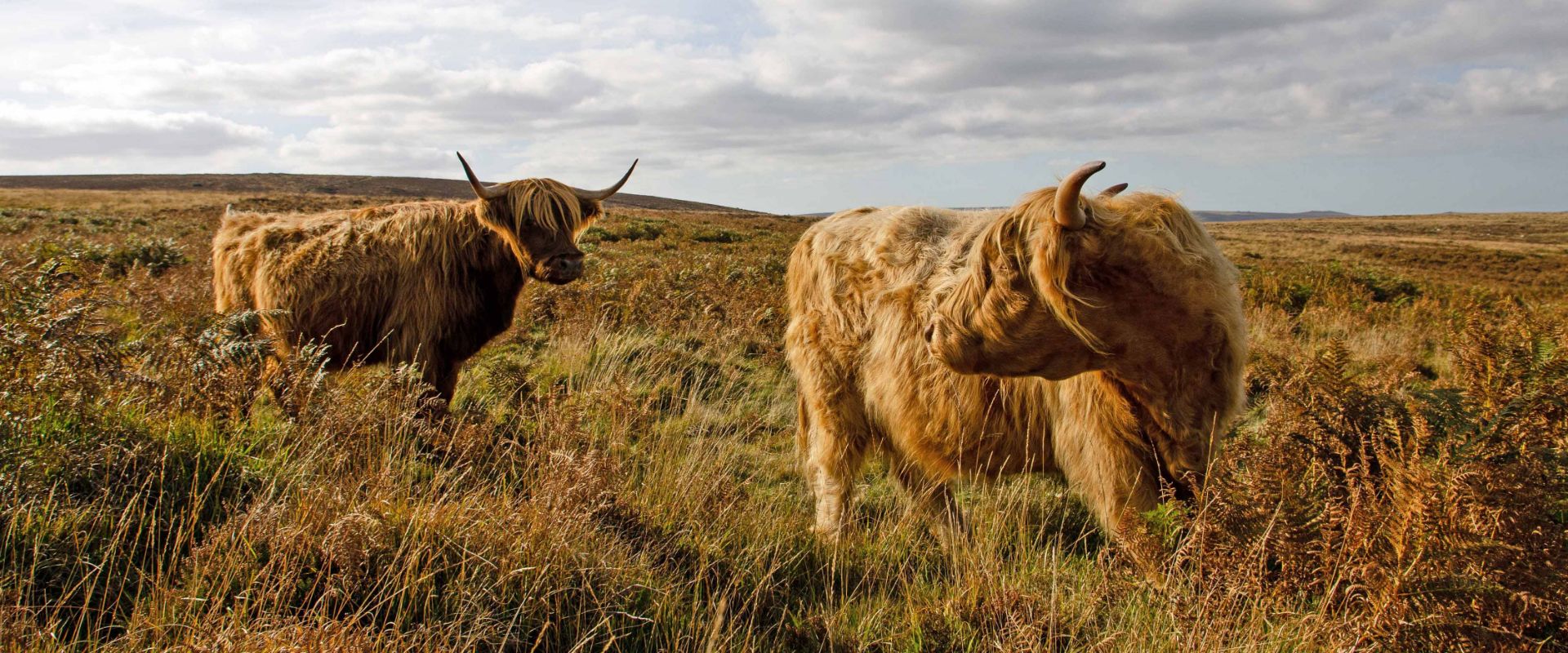 Highland Cattle on Dartmoor National Park