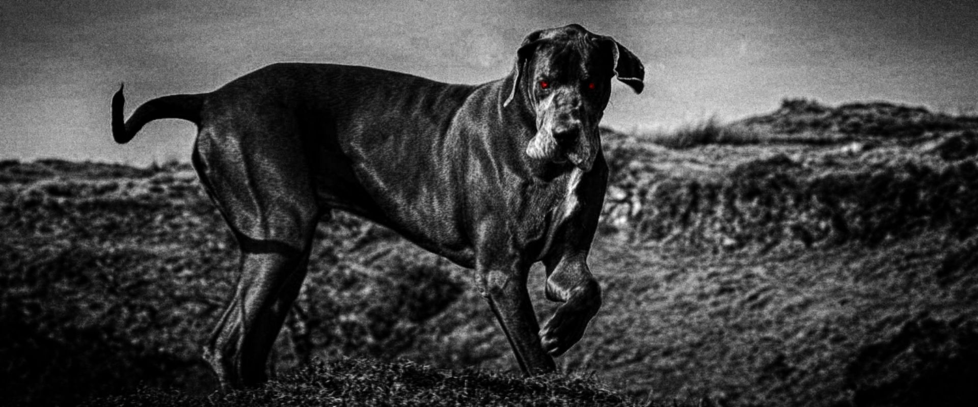 The Hound of the Baskervilles