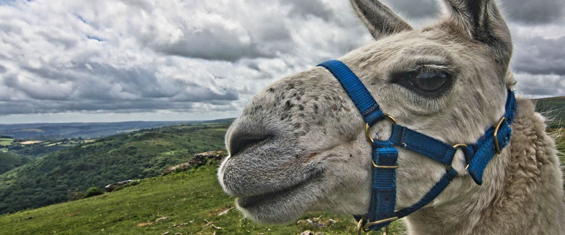 Llama on Dartmoor National Park