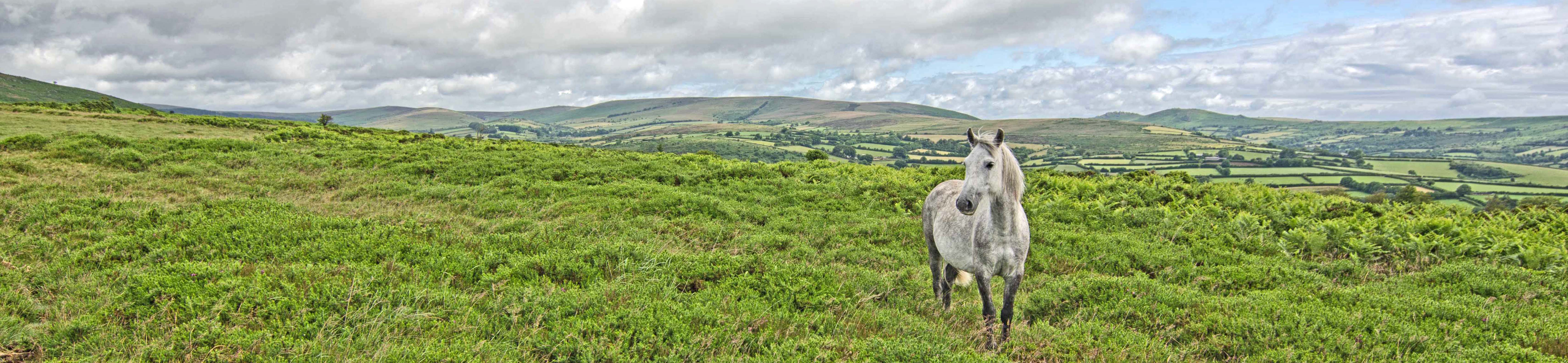 A Wild Dartmoor Pony