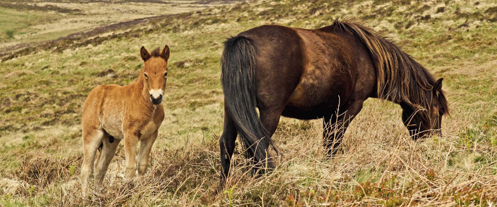 Dartmoor ponies