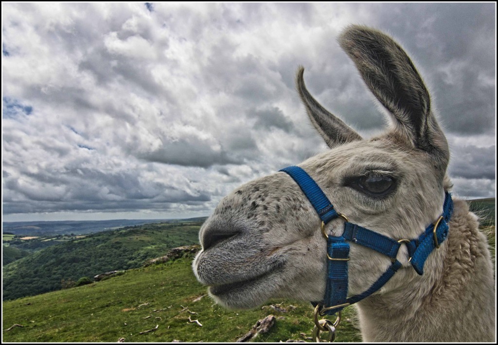 Cream-tea-Llama-Devon