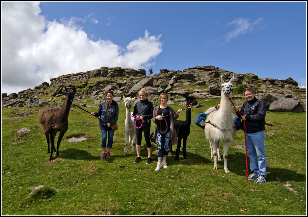 Llamas-Dartmoor-Cream-Tea