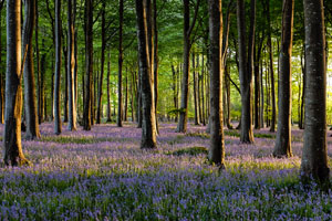 Photography tour bluebell patch