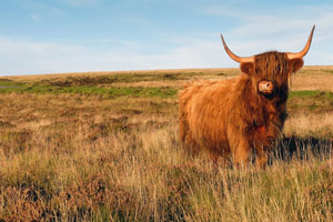 Photography tuition tour highland cattle