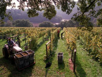 Devon vineyard tour - Vines