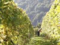 vineyard tour - Sharpham vineyard