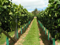 vineyard tour - Old Walls vineyard