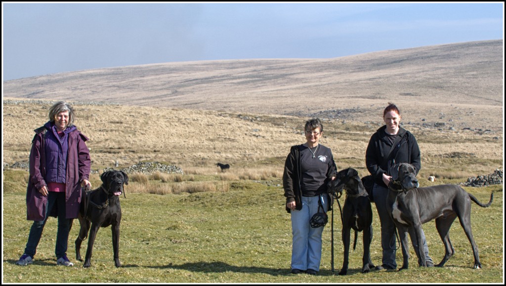 7 - The Great Danes and their owners