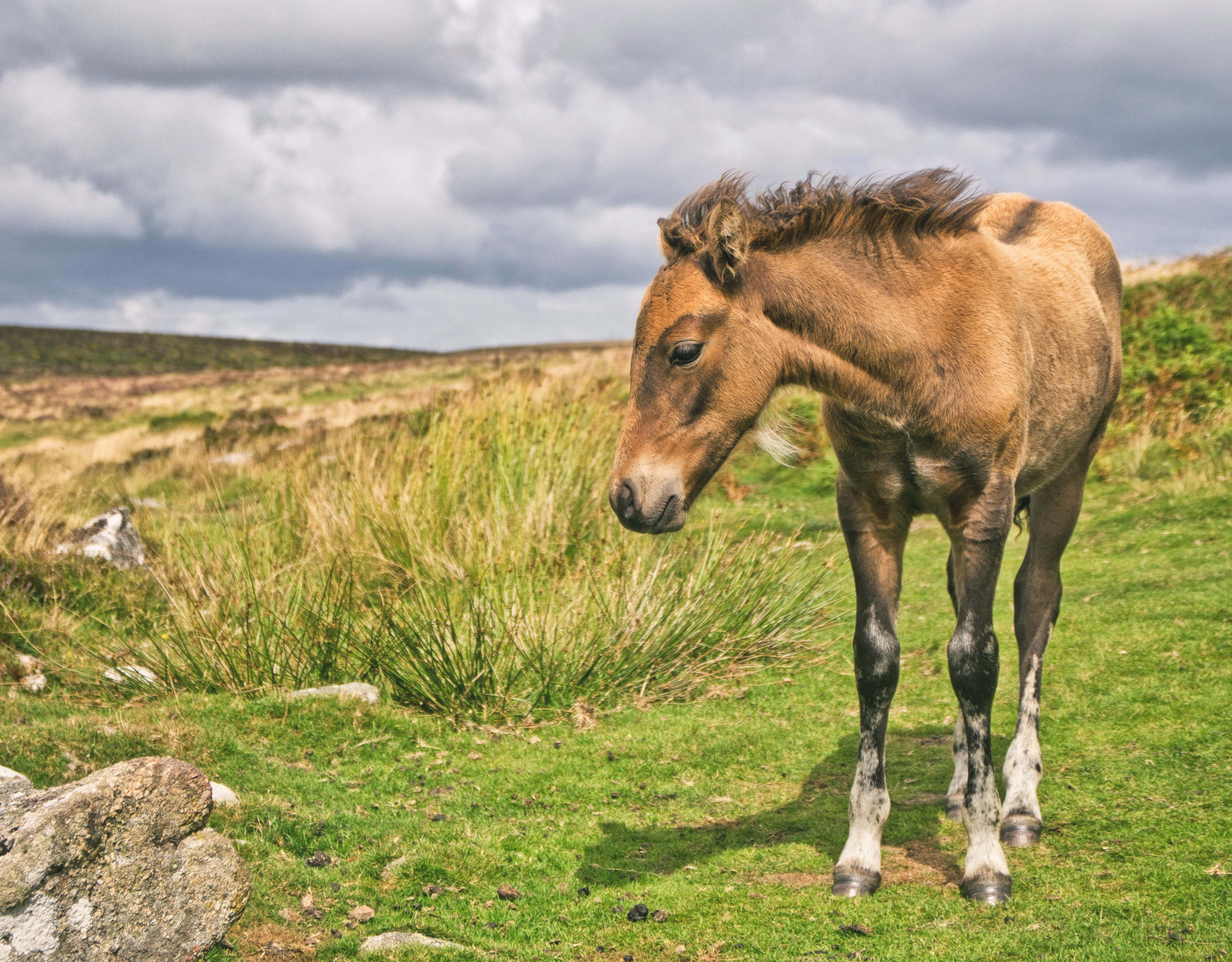 dartmoorponyfoal Unique Devon Tours