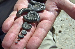 Fossils Charmouth Jurassic
