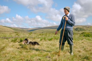 Ken-Sheepdog-Dartmoor