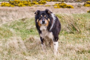 Matt Sheepdog Dartmoor